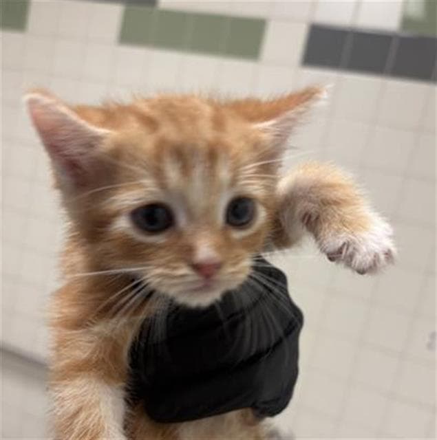 Luke - Domestic Short Hair
