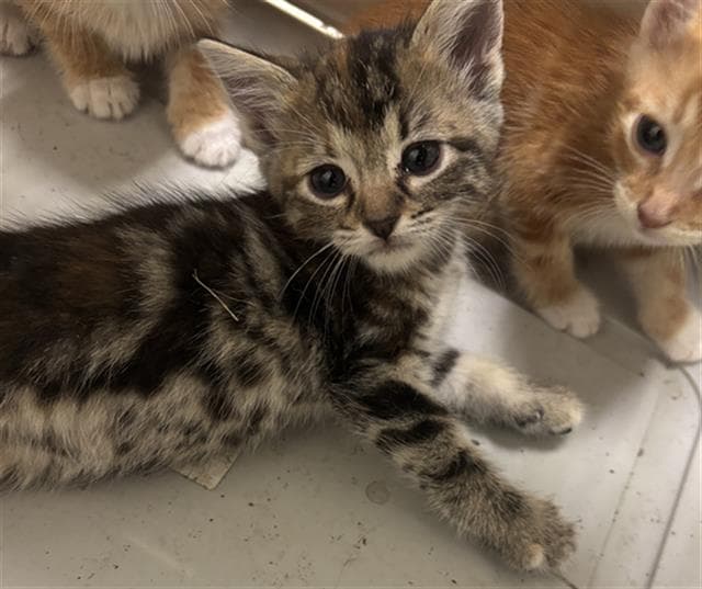 Nita - Domestic Short Hair