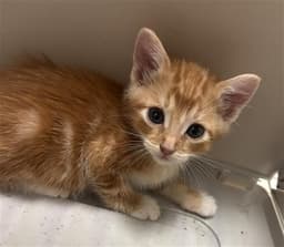 Finn image 1