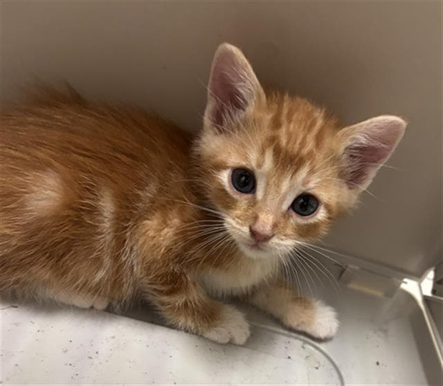 Finn - Domestic Short Hair