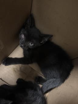 Max image 1