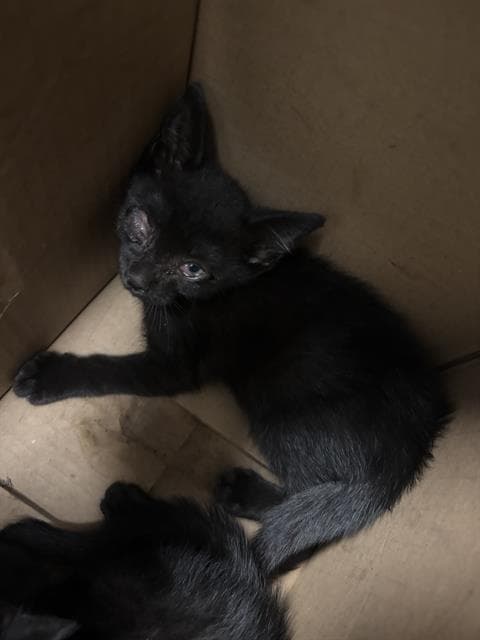 Max - Domestic Short Hair