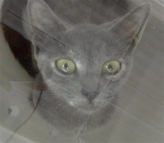 Marie - Domestic Short Hair