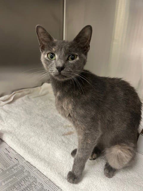 Marie - Domestic Short Hair