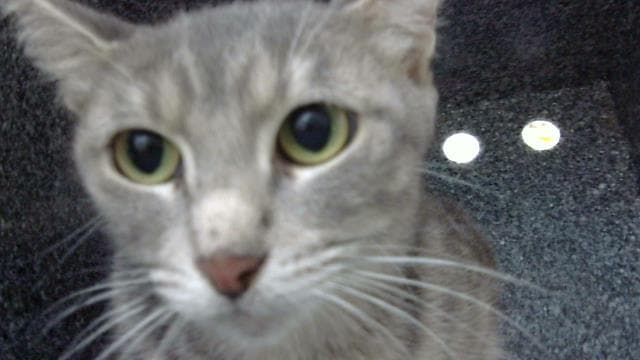 Fauna - Domestic Long Hair