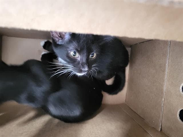 Gamora - Domestic Medium Hair