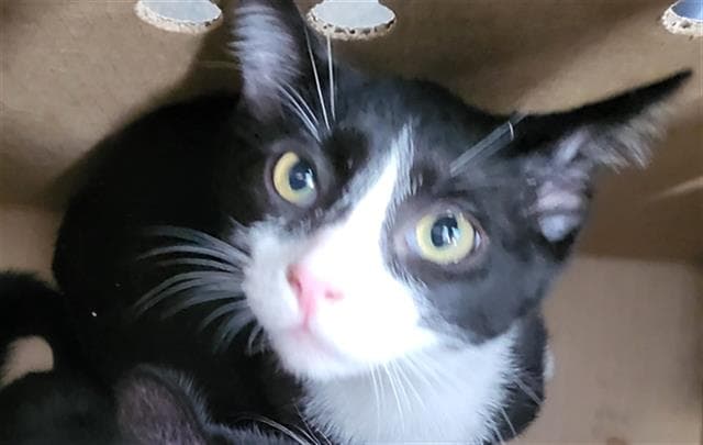 Starlord - Domestic Medium Hair