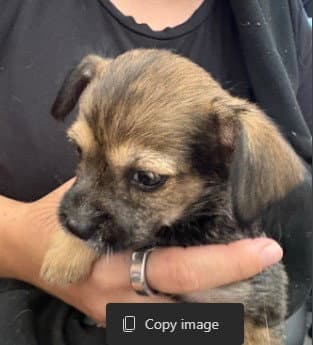 Pablo - Cairn Terrier