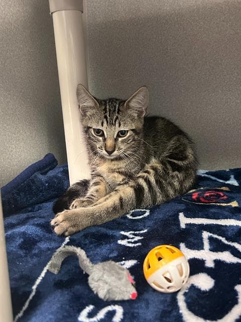Buddy - Domestic Short Hair