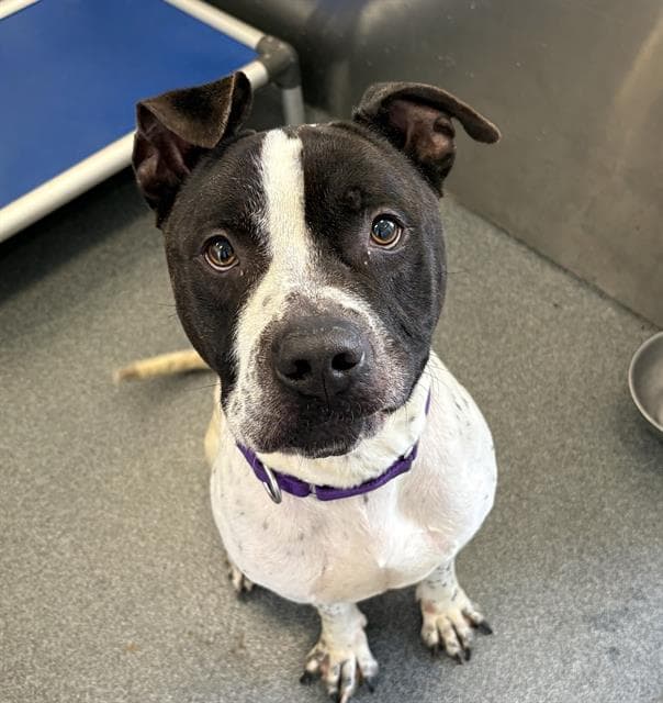 Kaige - Pit Bull Terrier