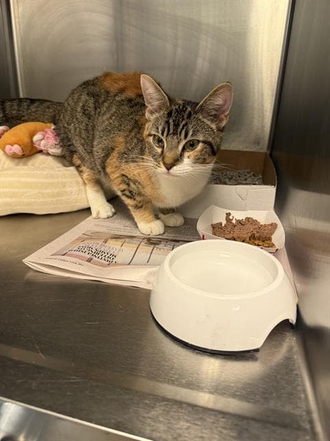 Cali - Domestic Medium Hair