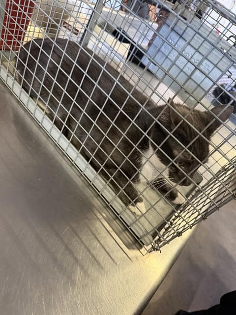 Bluey - Domestic Short Hair