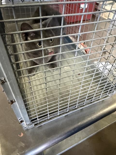 Twiggy - Domestic Short Hair