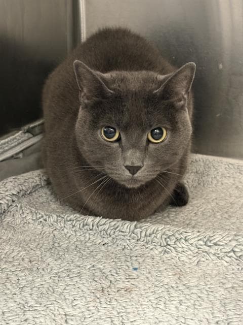 Twiggy - Domestic Short Hair