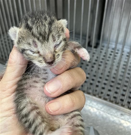 Vido - Domestic Short Hair