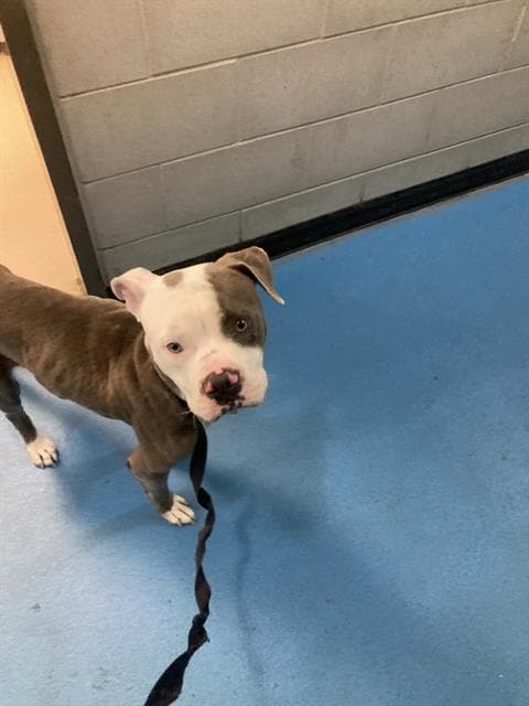 Remey - Pit Bull Terrier