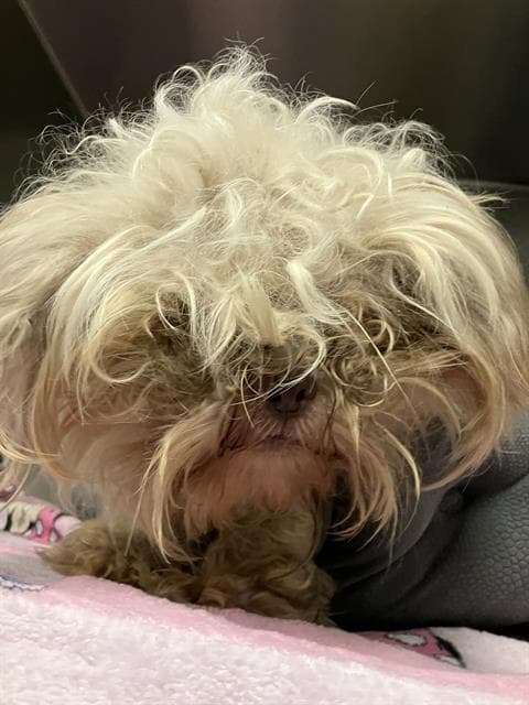 Fawnie - Shih Tzu