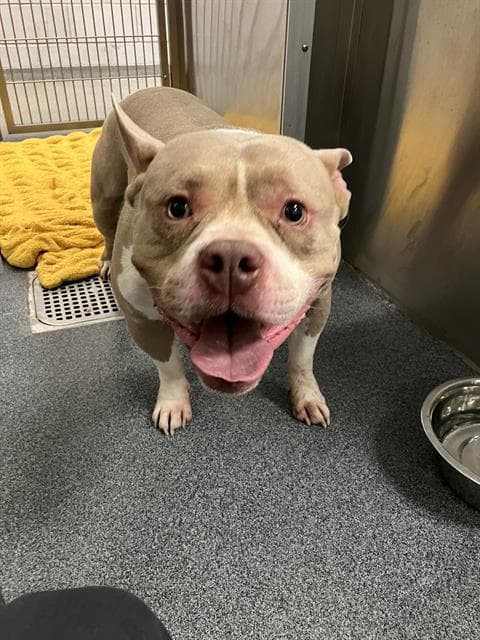 Dawnie - American Pit Bull Terrier