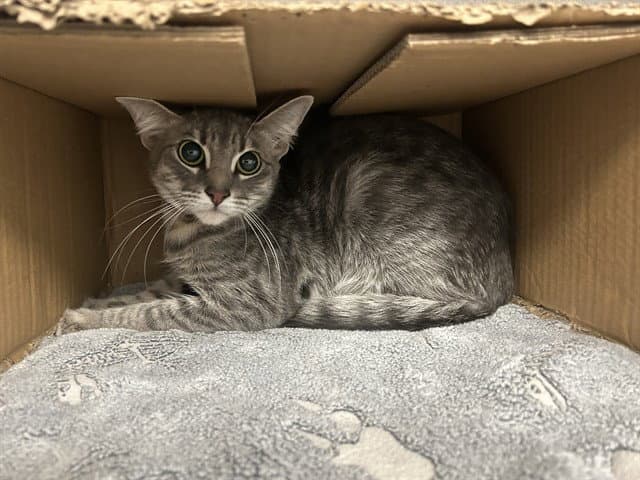 Linda - Domestic Short Hair