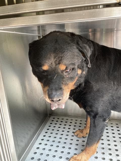 Rocky - Rottweiler
