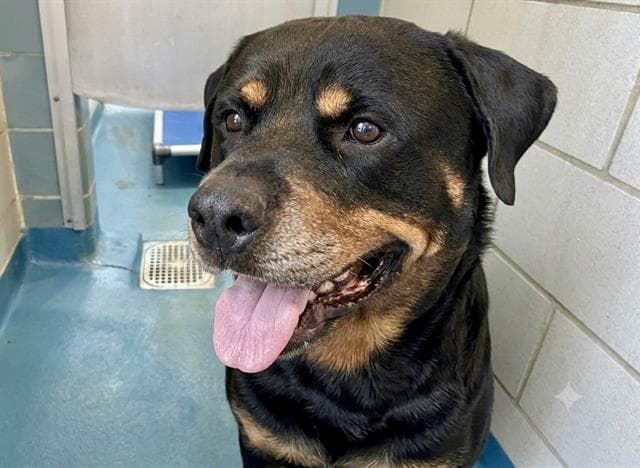 Rocky - Rottweiler