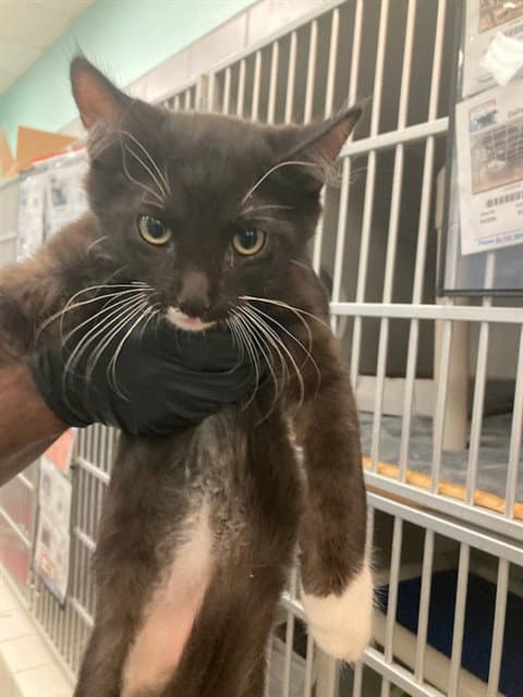 Rayden - Domestic Short Hair