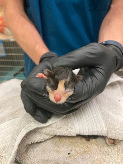 Buggs - Domestic Short Hair