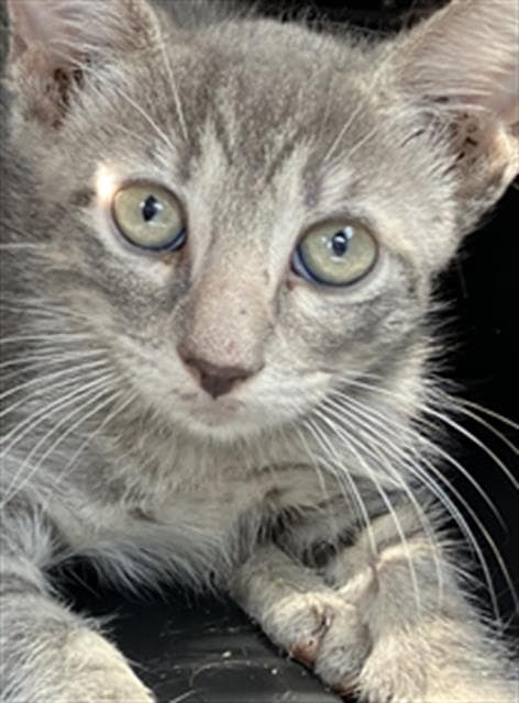 Puff - Domestic Short Hair
