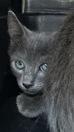 Blue image 1