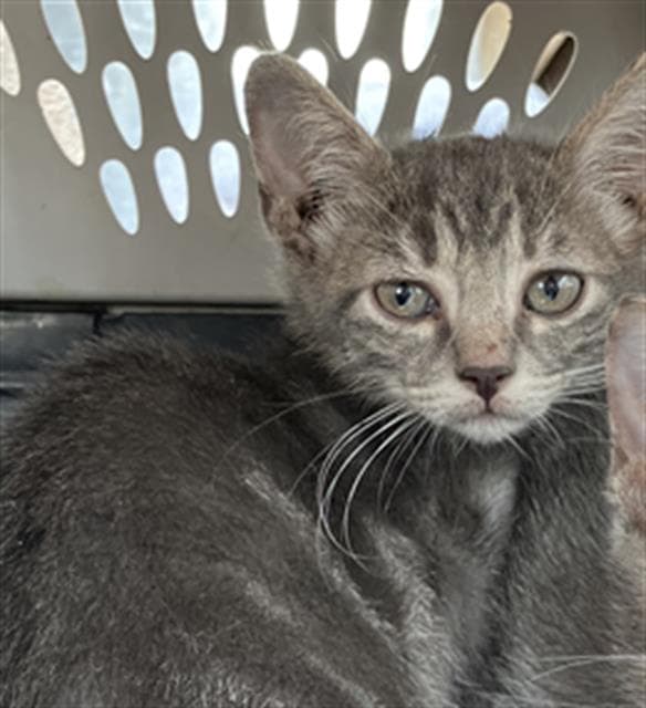 Rein - Domestic Short Hair