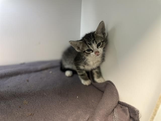 Bonney - Domestic Medium Hair
