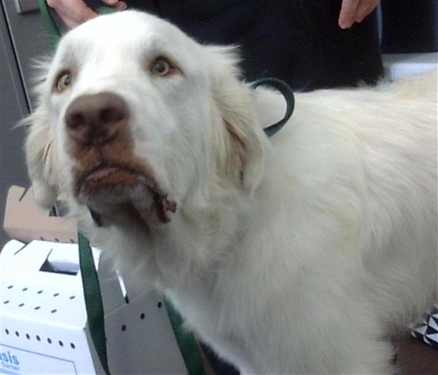 Banjo - Great Pyrenees