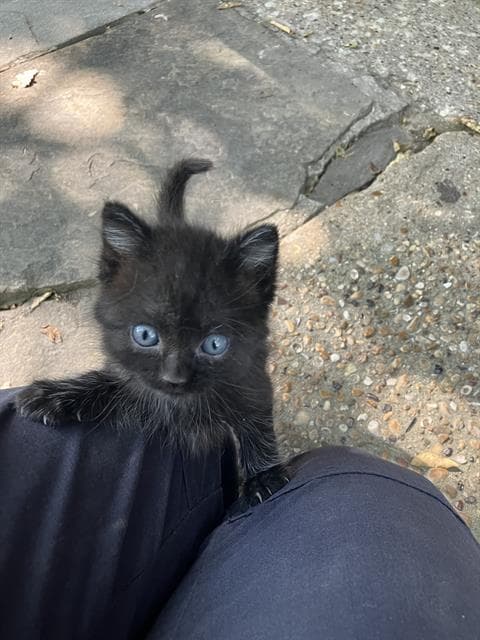Squiggle - Domestic Short Hair