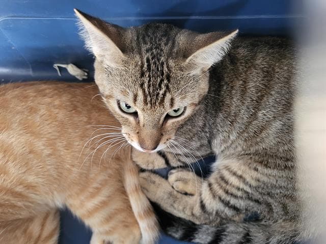 Geppetto - Domestic Long Hair