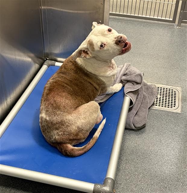 Nila - Pit Bull Terrier