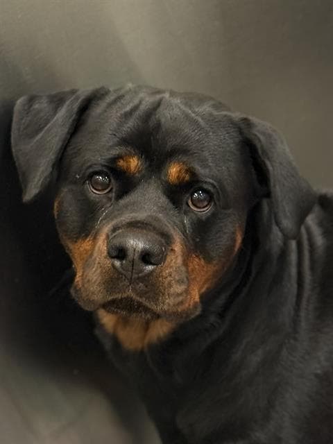 Zelle - Rottweiler
