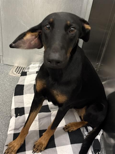 Dobie - Doberman Pinscher