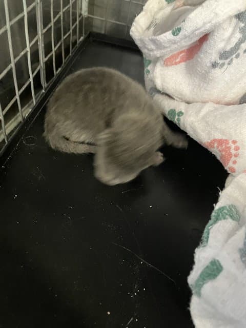 Minnie - Domestic Short Hair