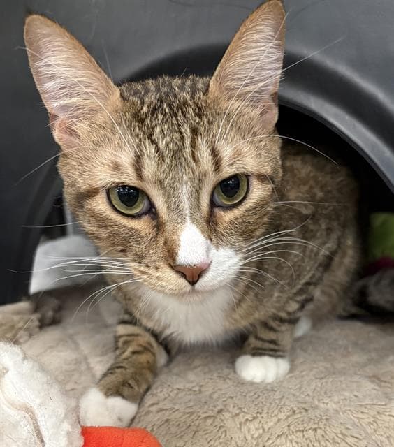 Tiger - Domestic Short Hair