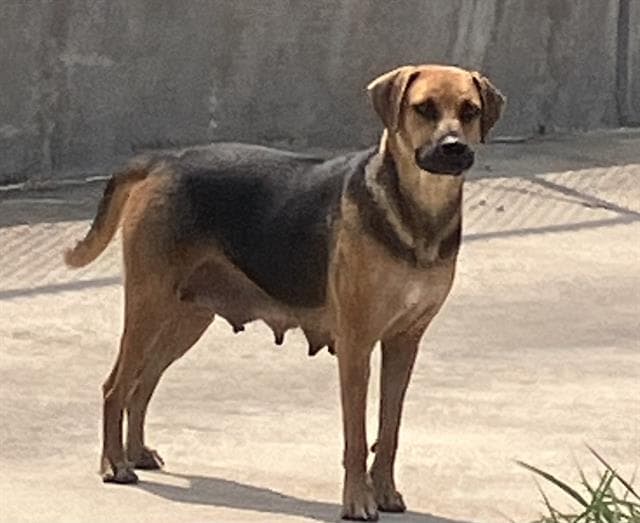 Tish - German Shepherd Dog