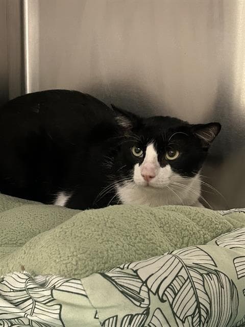 Charles - Domestic Short Hair