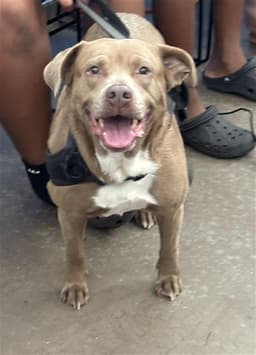 Roxie image 1