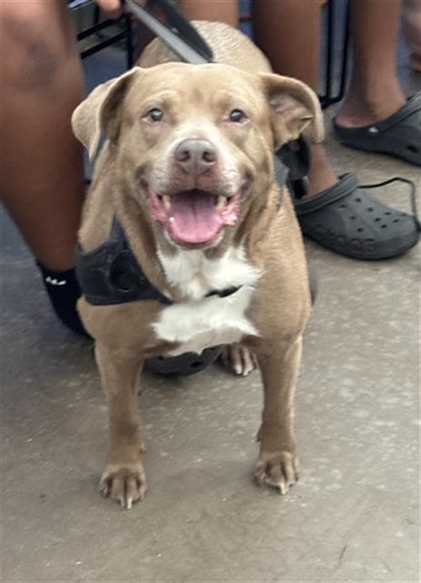 Roxie - Pit Bull Terrier