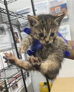 Pepper image 1