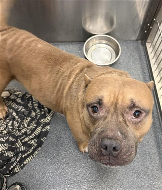 Cricket - Pit Bull Terrier