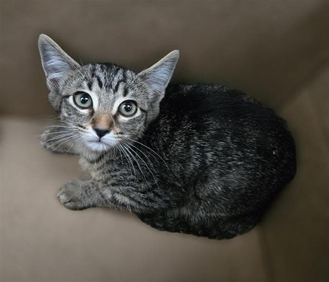 Aladdin - Domestic Short Hair