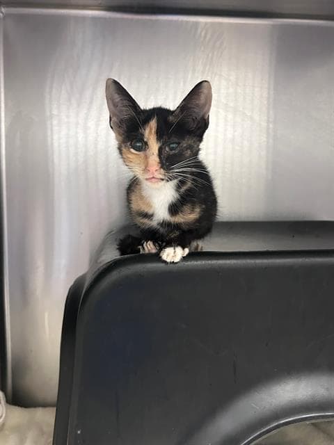 Milkyway - Domestic Short Hair