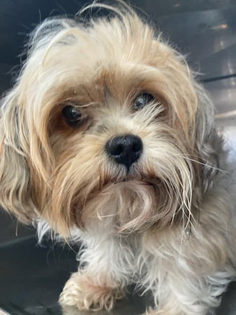 Horace - Yorkshire Terrier Yorkie