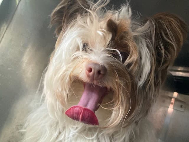 Holly - Yorkshire Terrier Yorkie