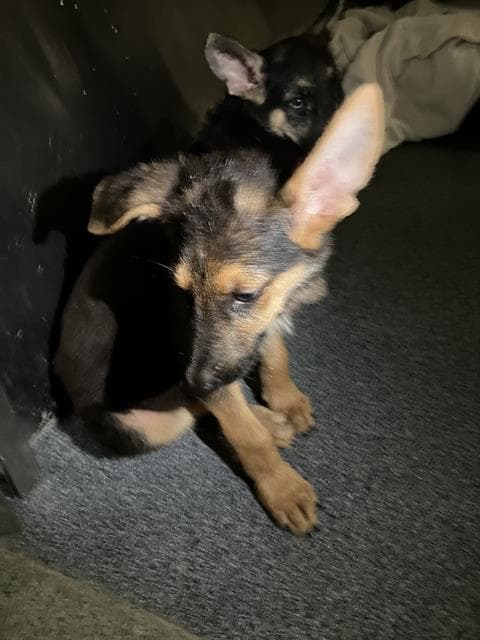 Bobo - German Shepherd Dog
